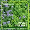 Gründüngung Sommeraussaat 1 kg Produktbild-Vorschau 3