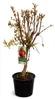Granatapfelbaum Granada Mollar de Elche 70–100 cm – Echter Produktbild-Vorschau 4