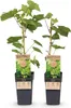 Vinic, biele hrozno, Vitis vinifera Himrod, ovocná Náhľad obrázku produktu 2