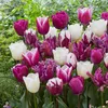 Tulpe Pastel Mix (40 Stück) | Tulpenzwiebeln von Jub Produktbild-Vorschau 6