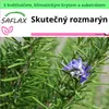 SAFLAX Garden to go - Skutečný rozmarýn - Rosmarinus Náhled obrázku produktu 10