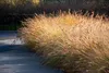 Stauden Gänge 3 x Pennisetum alopecuroides 'Gelbstiel' im 1 Produktbild-Vorschau 4