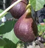 Close-up of two ripe figs on a branch with green leaves. Produktbild-Vorschau