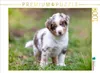 CALVENDO Puzzle Gescheckter Aussie Welpe mit strahlend Produktbild-Vorschau 1