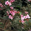 Weigela flor. 'Monet'® ('verweig'®) - Zwerg-Weigelie Monet Produktbild-Vorschau 2