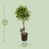 Fíkovník - Ficus Benjamina Exotica - Ø27cm - Ø120cm - Velká Náhled obrázku produktu 2