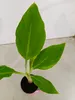 Sada 2 čínskych lotosových banánov - Musella lasiocarpa - Náhľad obrázku produktu 4