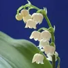 6 x Convallaria majalis - konwalia majowa - doniczka 9 x 9 Podgląd zdjęcia produktu 2