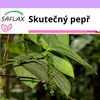 SAFLAX - skutečný pepř - Piper nigrum - 20 Semena Náhled obrázku produktu 10