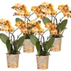 Kolibri Orchids bietet ein Set aus 4 Phalaenopsis-Orchideen Produktbild-Vorschau 1