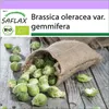 SAFLAX - BIO - Ružičkový kel - Groninger - Brassica Náhľad obrázku produktu 10