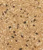 Dehner Natura Premium Wildvogelfutter, Streufutter Produktbild-Vorschau 6