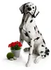 Relaxdays Gartenfigur Hund, Dalmatiner Figur, HxBxT: 83 x Produktbild-Vorschau 1