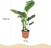 Green boutiQ - Zimmerpflanzen - Strelitzia Nicolai - Produktbild-Vorschau 3