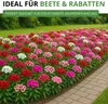 Bartnelke Gefüllte Mischung Samen - Dianthus barbatus - Produktbild-Vorschau 5