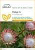 SAFLAX  - Protea re - 5 semi - Protea Anteprima dell’immagine prodotto 1