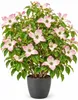 Japanischer Blumenhartriegel Cornus Kousa Satomi 125 - 150 Produktbild-Vorschau 2