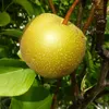 A close-up of a Nashi pear on a tree branch, surrounded by green leaves. Produktbild-Vorschau