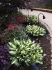 Stauden Gänge 3 x Hosta x fortunei 'Fire and Ice' im 1 Produktbild-Vorschau 6