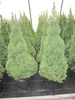 Picea glauca Conica - Zuckerhutfichte Conica - 100-120cm Produktbild-Vorschau 2
