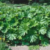 Darmera peltata, Schildblatt, ca. 11x11 cm Topf, dekorative Produktbild-Vorschau 4