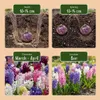 Green boutiQ - 40x Hyacinthus mix - Hyazinthen-Mix - Produktbild-Vorschau 4