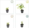 Bodendecker - Chinesischer Bleiwurz - Ceratostigma Produktbild-Vorschau 3