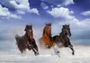 Vlies Fototapete - Horses in the Snow 150x105 cm Tiere Produktbild-Vorschau 5