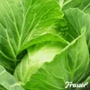 Leaf Vital Koncentrát 1 L – 1 000 m2 – Prírodná Náhled obrázku produktu 8