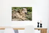 MuchoWow® Poster Wolf - Jungtier - Tier 60x40 cm - Produktbild-Vorschau 5