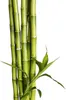 Several stalks of green bamboo with leaves, isolated on a white background. Produktbild-Vorschau