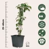 A potted plant with a ruler and icons indicating care instructions. Podgląd zdjęcia produktu