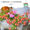 4x tappeto di semi Miscela di semi di fiori per fioriere - Anteprima dell’immagine prodotto 5
