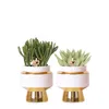Verts Colibri | Set di 2 piante di Rhipsalis in vasi Anteprima dell’immagine prodotto 7