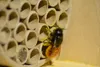 dobar Profi-Insektenhotel für Wildbienen, massive Nisthilfe Produktbild-Vorschau 5