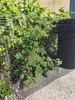 A black plastic fence is in the foreground, with green plants growing behind it. The fence is partially obscuring the plants. Produktbild-Vorschau