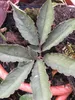 Amorphophallus manta - 1 graine germée Voir les images du produit 2