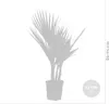 Washingtonia Robusta - Mexikanische Fächerpalme - Palme - Produktbild-Vorschau 4