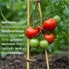 Bambus Splittstäbe 40 cm – Pflanzstäbe Rankhilfe für Garten Produktbild-Vorschau 2