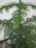 Araucaria heterophylla - Zimmertanne - Norfolktanne - Produktbild-Vorschau 2