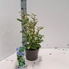 Elaeagnus ebbingei 'Compacta' - Wintergrüne Ölweide  | Produktbild-Vorschau 2