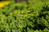 Juniperus procumbens 'Nana', Kriech-Wacholder, 20–25 cm Produktbild-Vorschau 8
