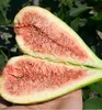 A hand holding a halved fig, showing its interior. Produktbild-Vorschau