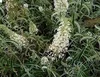 Buddleja dav. 'Nanho White' - Schmetterlingsstrauch 40- 60 Produktbild-Vorschau 2