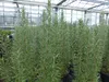 3 Stück echter Rosmarin Officinalis 50-60 cm Höhe, XL Busch Produktbild-Vorschau 3