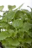 Melissa officinalis, Zitronenmelisse, aromatisch, ca. 11x11 Produktbild-Vorschau 6