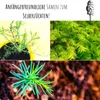 Außergewöhnliche Bonsai Samen mit hoher Keimrate - Pflanzen Produktbild-Vorschau 4