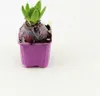A hyacinth bulb in a purple pot. Produktbild-Vorschau