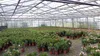 Oleander Busch 65 cm Nerium Rosenlorbeer Premium rot oder Produktbild-Vorschau 4