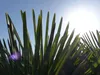 Hanfpalme "M" Palme Trachycarpus fortunei winterhart, Produktbild-Vorschau 7